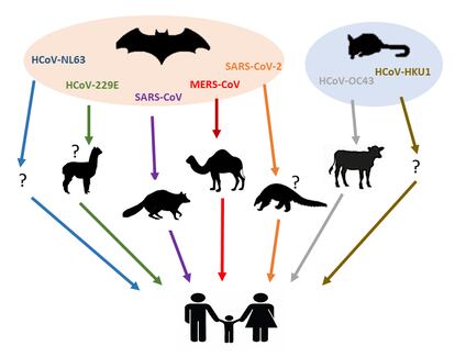 El árbol muestra los siete coronavirus humanos, sus hospedadores intermedios y sus reservorios naturales.