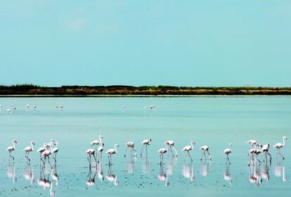 Flamencos. Entre las provincias de Huelva y Sevilla.