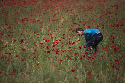 Un niño kurdo juega en un campo de amapolas cerca del campamento de refugiados improvisado de la frontera griega de Idomeni.