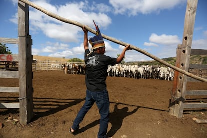 Neudino Costa de Souza Macuxi, de 32 años, líder de los indígenas macuxi, llamado indígena Tuchaua, trabaja con el ganado en la comunidad de Maturuca en la reserva Raposa Serra do Sol (Brasil).