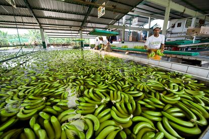 Banano exportación en Ecuador