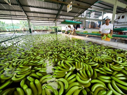 Planta de bananas en Guayaquil perteneciente a la multinacional Dole, en una imagen de archivo.