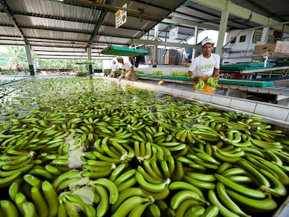 Planta de bananas en Guayaquil perteneciente a la multinacional Dole, en una imagen de archivo.