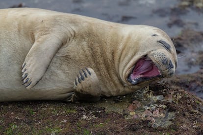 Foca rindo. O fotógrafo norte-americano Brian Valente fez a foto de uma foca em San Diego. “Parece estar rindo muito por alguma coisa”, diz Valente na descrição da imagem.