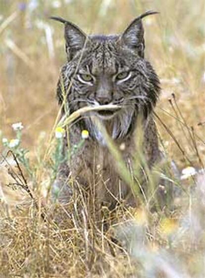 Lince ibérico en el Parque de Doñana.