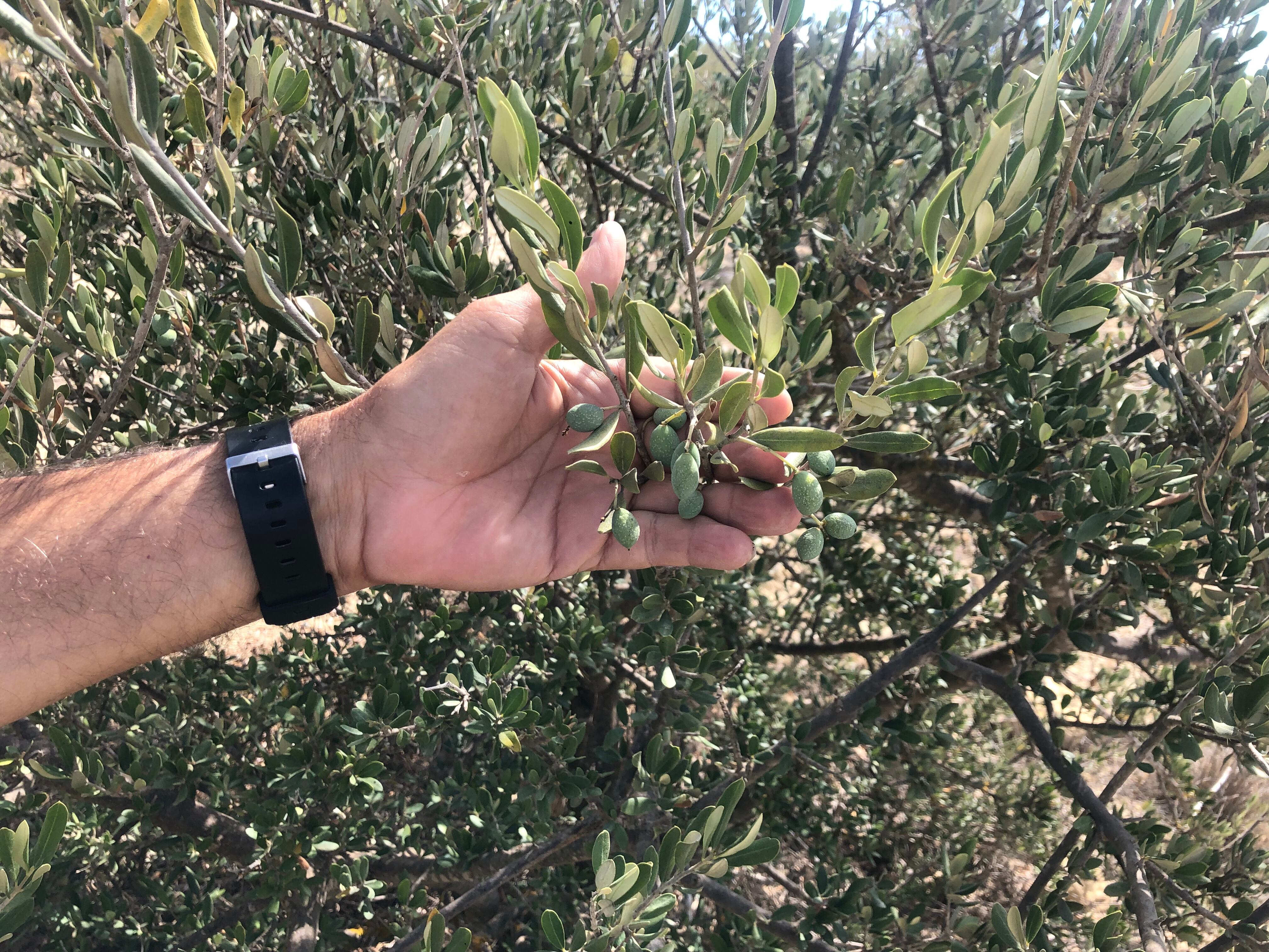 Frutos del acebuche en el árbol, en la explotación de la familia Navarro Oliver en Lorca y Caravaca de la Cruz (Murcia).