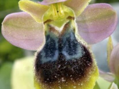 Un ejemplar de 'Ophrys x donatae'.