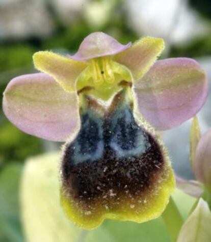 Un ejemplar de 'Ophrys x donatae'.