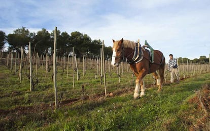 En el viñedo de Turó d’en Mota se utilizan caballos en lugar de tractores para la labranza, lo que evita que la tierra se compacte demasiado, favoreciendo la absorción de los minerales.