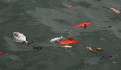 Peces muertos flotando en el mar.