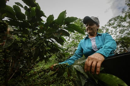 Un grupo de mujeres impulsa el proceso y comercialización del café que cosechan en "La Sonora", en El Paujil, Caquetá, Colombia el 11 de junio de 2022.