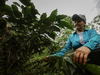 Un grupo de mujeres impulsa el proceso y comercialización del café que cosechan en "La Sonora", en El Paujil, Caquetá, Colombia el 11 de junio de 2022.