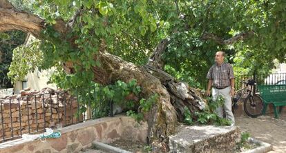 Árbol singular en Moral de Tañabueyes, en Burgos.