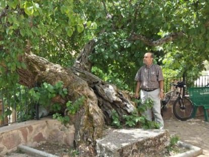 Árbol singular en Moral de Tañabueyes, en Burgos.