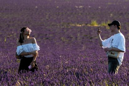 Turistas asiáticos en los campos de lavanda de Brihuega (Guadalajara).