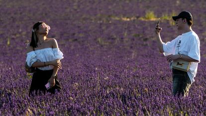 Turistas asiáticos en los campos de lavanda de Brihuega (Guadalajara).