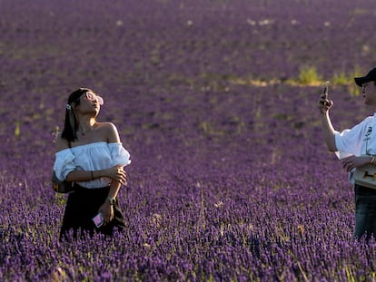 Turistas asiáticos en los campos de lavanda de Brihuega (Guadalajara).