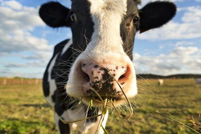 <p>El bienestar de la vaca y la salubridad de la granja es otra de las coordenadas que llevan a Central Lechera Asturiana a crear también su sello de "Garantía Ganadera". "Dado nuestro carácter cooperativista buscábamos un sello propio que nos diferenciara del resto y pusiera de manifiesto el esfuerzo de Central Lechera Asturiana por dar servicios exclusivos y únicos en España a sus ganaderos", señala el responsable de comunicación, Manuel Reinerio Fernandez Cabal.</p> <p>"Se realiza a través de auditorías anuales por parte de Gestión de Servicios Agrarios (SGS), una entidad independiente, líder mundial en verificación, análisis y certificación. Destaca el desarrollado el Portal del ganadero, al cual cada cooperativista accede con claves personales y desde el que controla en tiempo real su gestión económica o administrativa dentro de la empresa. También <strong>hacemos programas de nutrición "a la carta" donde a cada ganadero se le especifica la ración de alimento diaria que más conviene al animal</strong>, teniendo en cuenta los prados naturales y el maíz forrajero asturiano. Se ponen a disposición de cada cooperativista 60 veterinarios especialistas en vacuno lechero para asegurar la salud del animal en todo momento, incluida la ginecológica. A los animales se les hacen dos ecografías del aparato reproductor al mes, se controla el posparto y se aconseja al ganadero para el cuidado del ternero. Los resultados de cada visita puede consultarlos en el Portal desde su <em>tablet</em> o <em>smartphone</em>, nada más salir el veterinario de la explotación. También se crean programas de prevención de enfermedades exclusivas de los animales a los que el ganadero puede suscribirse de forma voluntaria. Por ejemplo, un ganadero compra un nuevo animal, envía la analítica al laboratorio y hasta que no tiene la confirmación no lo incorpora al rebaño", continúa. </p>