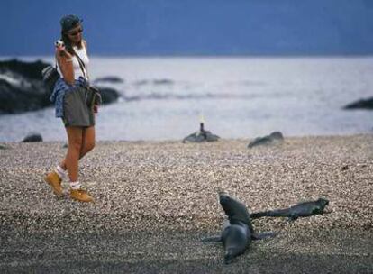 Punta Espinosa, en la isla volcánica Fernandina, en las Galápagos, es un importante enclave de lobos marinos y uno de los mejores lugares para observarlos.