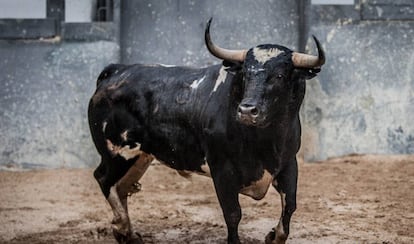 'Navarro', de la ganadería de Valdellán, uno de los toros protagonistas del primer desafío ganadero en Las Ventas.