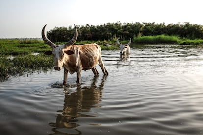 El ganado se desplaza junto a la orilla del lago.