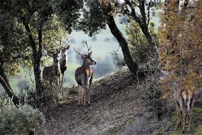 Ciervos en una finca de Jaén.
