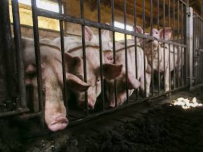 Granja de cerdos en V9c en Barcelona