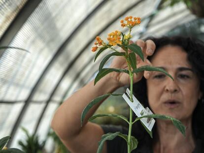 Sonia Uceda, trabajadora del vivero Estufas del Retiro, durante la suelta de larvas de insectos para acabar con las plagas. 