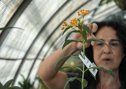 Sonia Uceda, trabajadora del vivero Estufas del Retiro, durante la suelta de larvas de insectos para acabar con las plagas. 