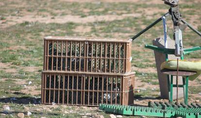 Una tirada a caja con las aves dentro.