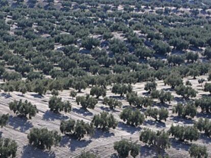 Imagen de un olivar en Granada.