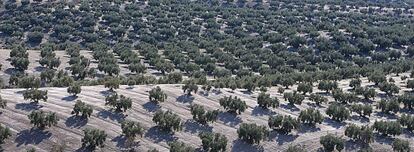 Imagen de un olivar en Granada.