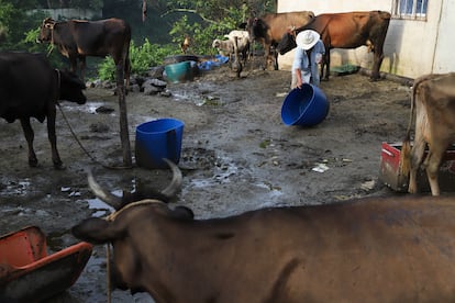 Un granjero limpia un contenedor para alimentar a sus vacas, en Soyapango, El Salvador, en julio pasado.