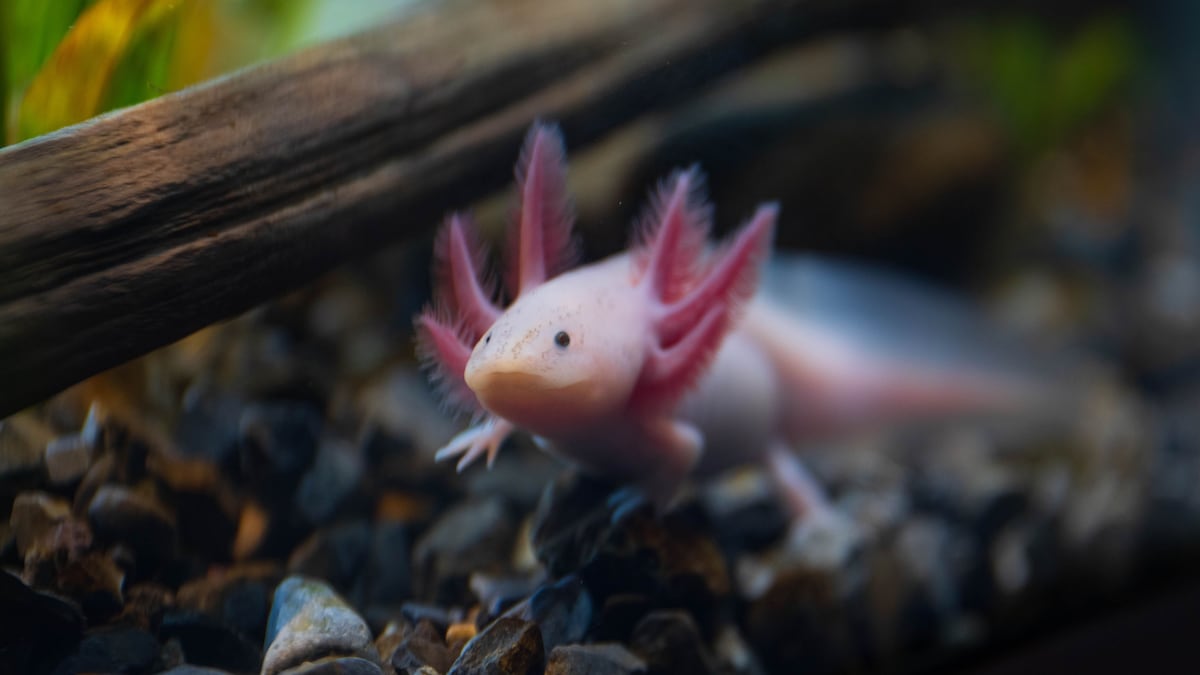 La UNAM sale a la búsqueda del ajolote de Xochimilco con el primer censo de  la especie en una década | EL PAÍS México