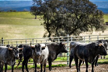 Toros de Victorino Martín, en la dehesa.