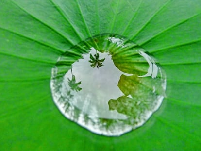 Una palmera se refleja en el agua acumulada en el fondo de una hoja en el Jardín Botánico de Río de Janeiro, una de las visitas imprescindibles en la ciudad