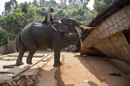 Un elefante es utilizado para demoler una casa dentro de la reserva de Amchang, a las afueras de Gauhati (India).