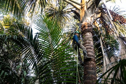 Un trabajador escala la palmera del aguaje para cosechar sus frutos.