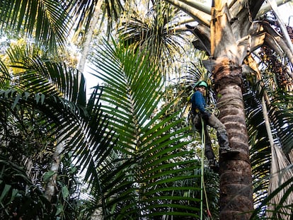 Un trabajador escala la palmera del aguaje para cosechar sus frutos.