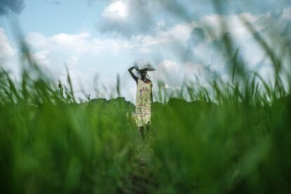 Una mujer lleva un saco en la cabeza en un campo de arroz  en Aweil, Sudán del Sur.