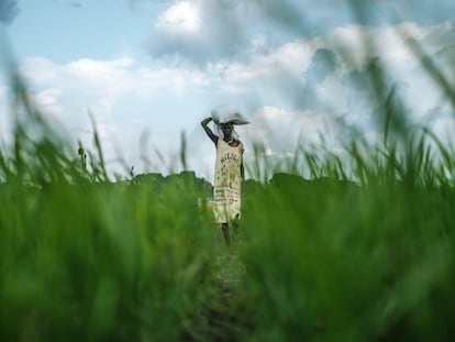 Una mujer lleva un saco en la cabeza en un campo de arroz  en Aweil, Sudán del Sur.