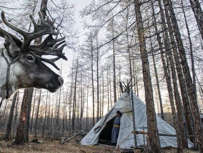 Los tsaagan talan árboles para crear las estructuras que necesitan para instalar sus tipis (cabañas) y a los renos.