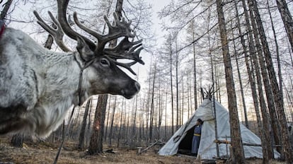 Los tsaagan talan árboles para crear las estructuras que necesitan para instalar sus tipis (cabañas) y a los renos.