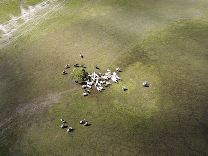 En una imagen de 2021, vaqueros colombianos acorralan vacas cerca de la frontera con Venezuela, en Arauca (Colombia).
