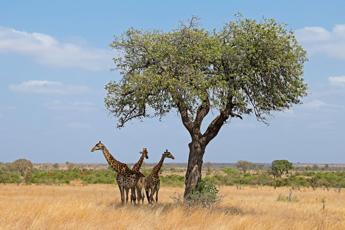 Los mejores consejos si quieres visitar el parque nacional Kruger, en Sudáfrica