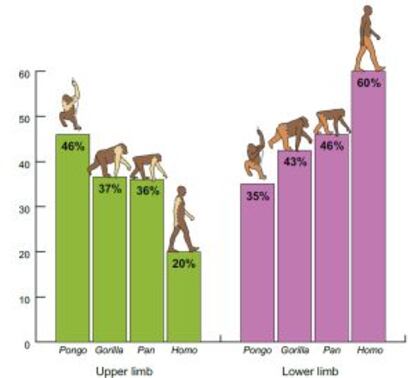 El gr&aacute;fico muestra el porcentaje de la distribuci&oacute;n muscular en extremidades superiores (izquierda) e inferiores de los grande simios y humanos.