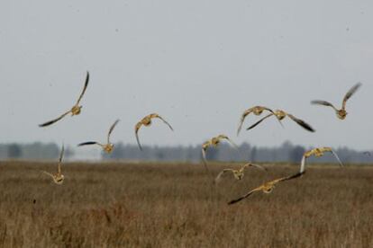 Aves en la reserva biológica del Parque Nacional de Doñana.