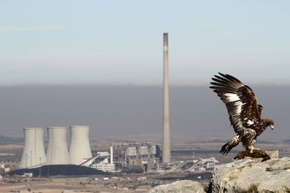 Una hembra de águila real, <i>Aquila chrysaetos,</i> que ha cazado una liebre en su posadero con su presa, donde se dispone a alimentarse. Al fondo se observa la central térmica de Andorra, en Teruel. La chimenea de esta térmica tiene 343 metros de altura.