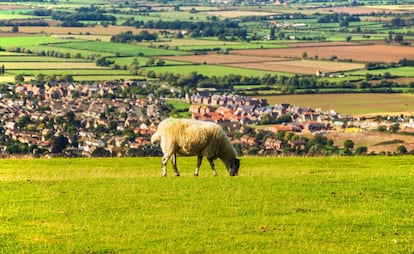 Una oveja en Cleeve Hill, cerca de Cheltenham, en los Cotswolds (Inglaterra).