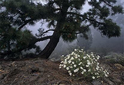 Pinos canarios y margaritas endémicas canarias ('Argryranthemun teneriffae'), en el entorno del parque nacional de las Cañadas del Teide (Tenerife).